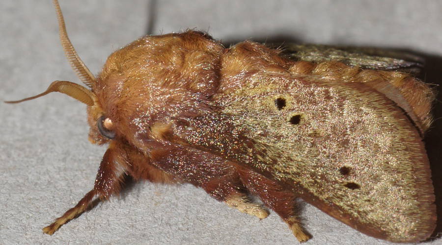 Four-spotted Cup Moth (Doratifera quadriguttata)