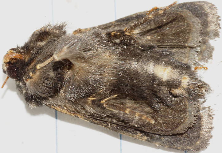 Red Spotted Noctuid Moth (Proteuxoa rubripuncta)