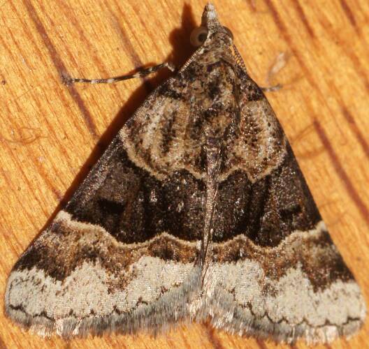 Banded Heath Moth (Dichromodes aristadelpha)