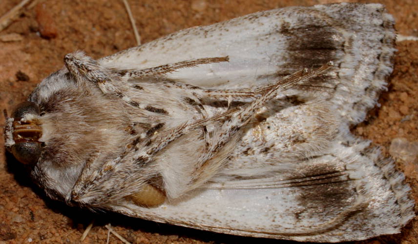Pale Cutworm (Ectopatria cf virginea)