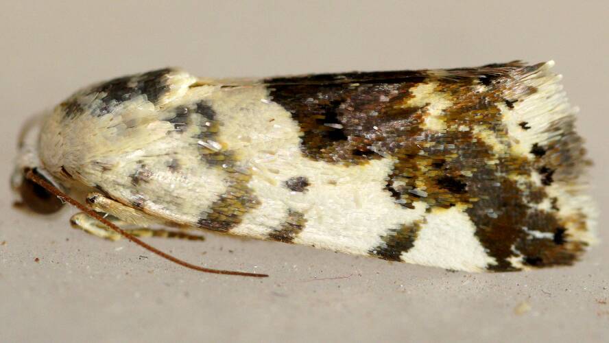 White-shouldered Moth (Acontia clerana)