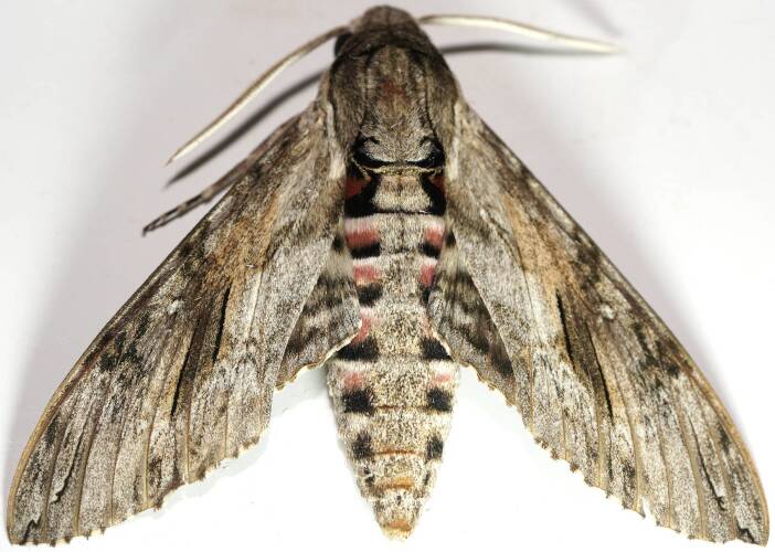 Convolvulus Hawk Moth (Agrius convolvuli)