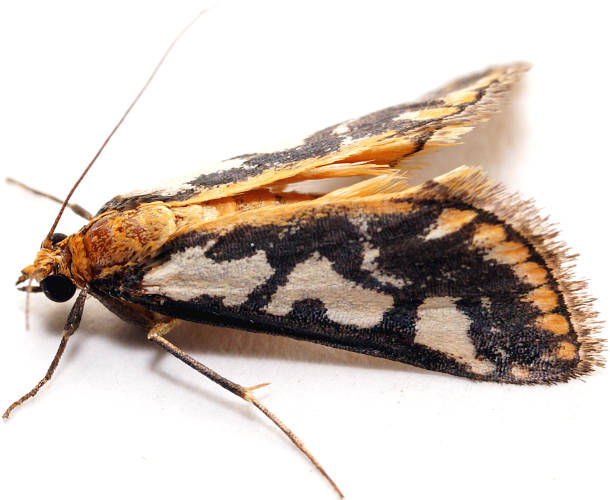 Western Metallarcha Moth (Metallarcha pseliota)