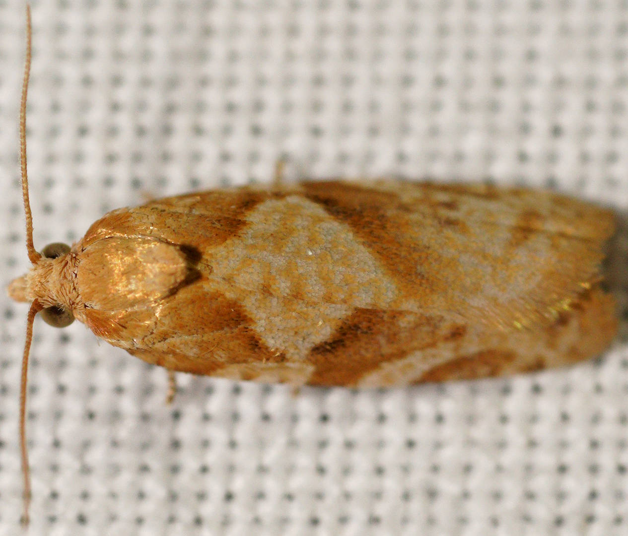 Rocky-skinned Leaf Roller Moth (Merophyas petrochroa)