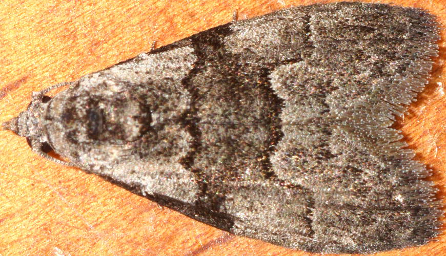 Western Tuft-moth (Nola celaenephes)