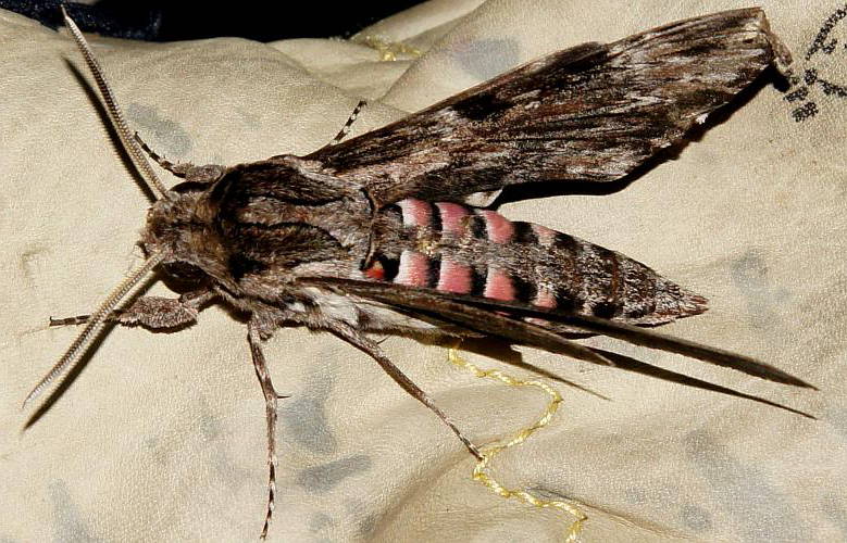 Convolvulus Hawk Moth (Agrius convolvuli)