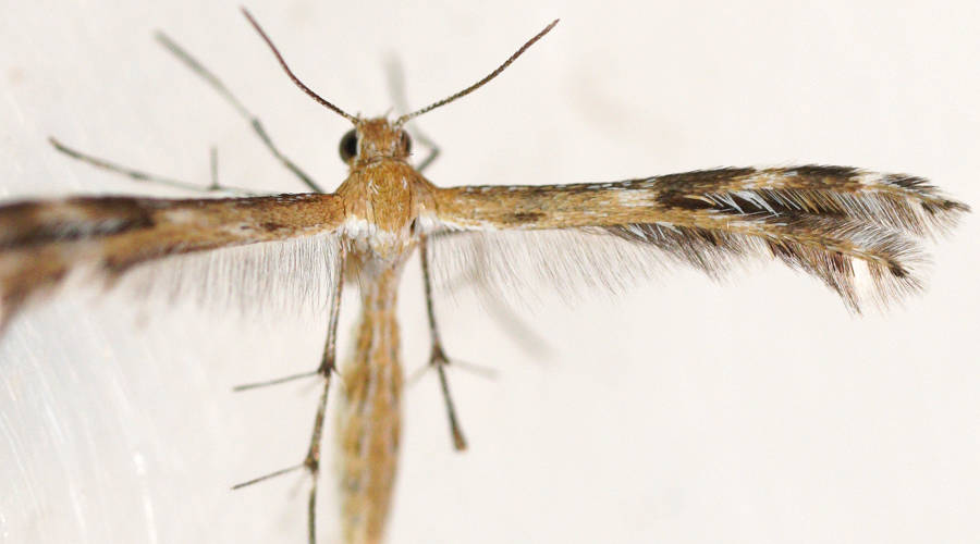 Xerodes Plume Moth (Stangeia xerodes)