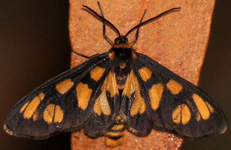 Wasp Moth (Amata xanthura)