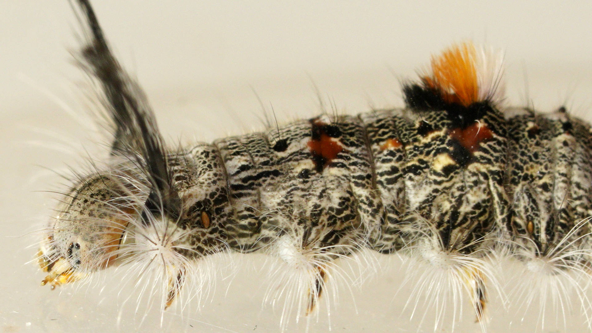 Clear Winged Snout Moth (Genduara subnotata)