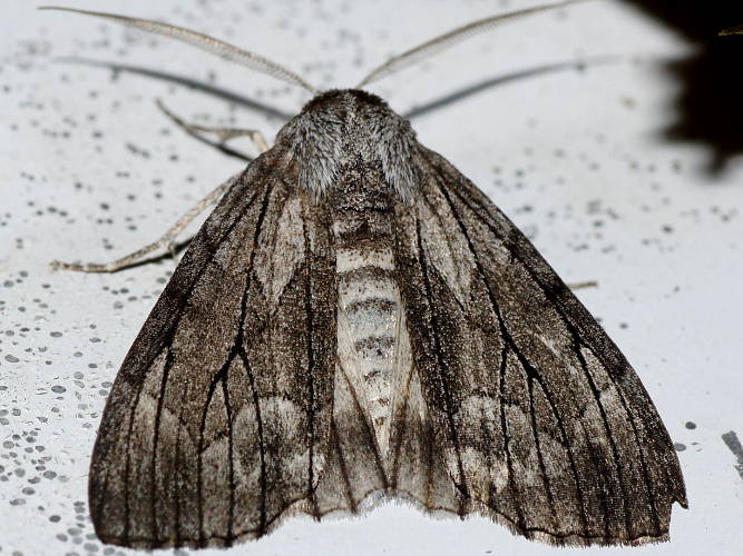 Foolish Line-moth (Stibaroma aphronesa)