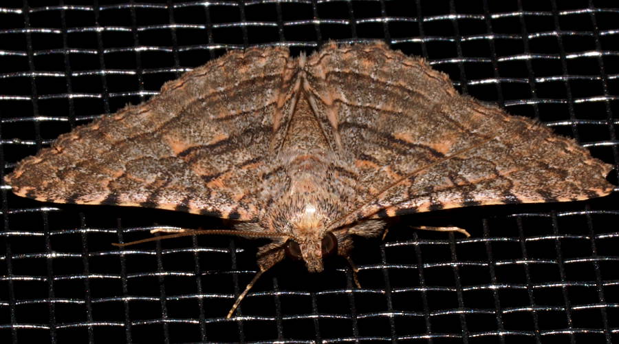 Orange Noctuid Moth (Diatenes igneipicta)