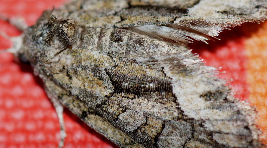 Tufted Double-spot Moth (Epicyrtica cf MoV3)