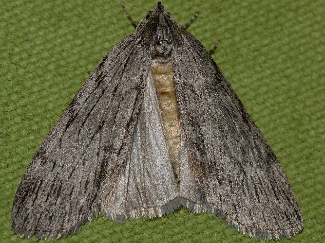 Black-twisted Grass-moth (Ciampa melanostrepta)