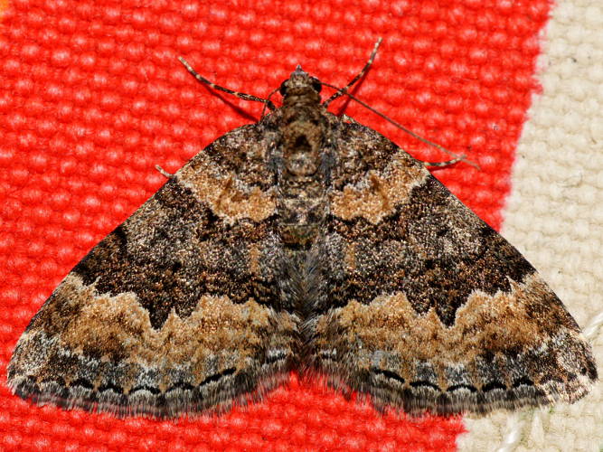 Vacuaria Carpet Moth (Xanthorhoe vacuaria)