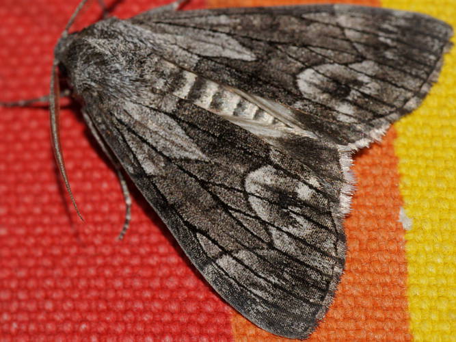 Foolish Line-moth (Stibaroma aphronesa)