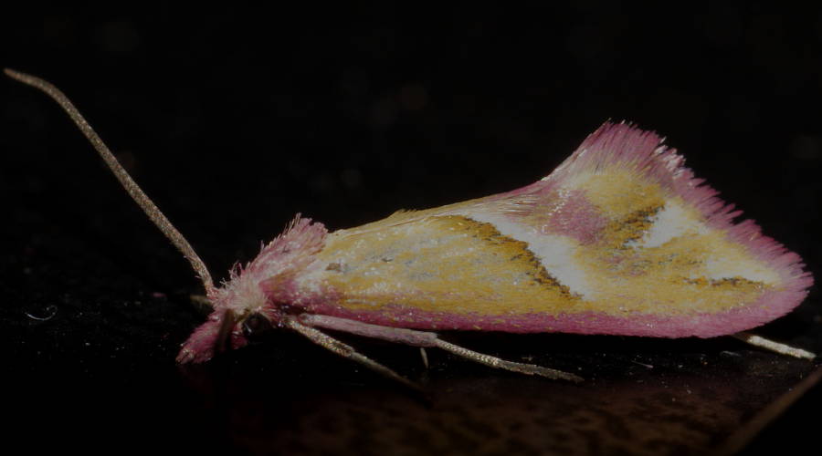 Pink Tufted Moth (Heliocosma anthodes)