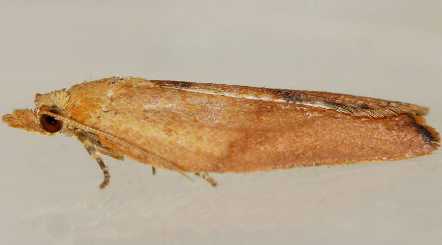 Light Brown Wattle Moth (Epiphyas postvittana)
