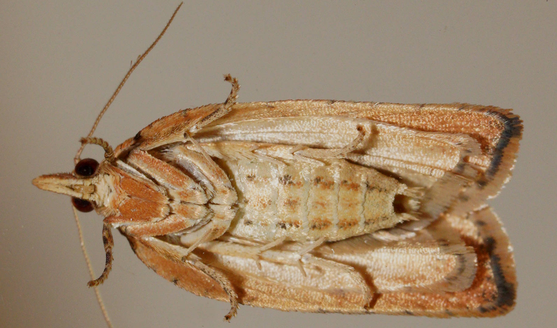 Light Brown Wattle Moth (Epiphyas postvittana)