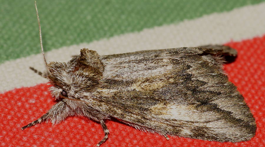 Prominent Zig-zag Moth (Commonia hesychima)