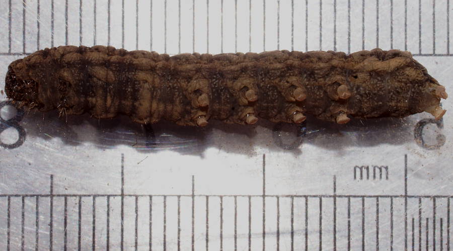 Herringbone Caterpillar (Proteuxoa cf sp ES02)