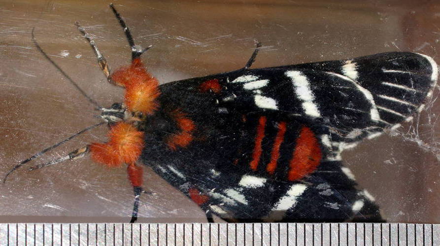 Mistletoe Moth (Comocrus behri)