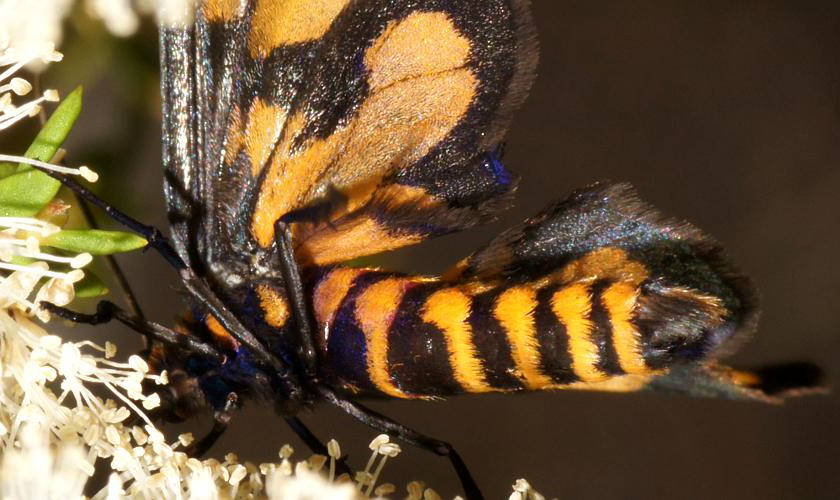 Wasp Moth (Amata aperta)