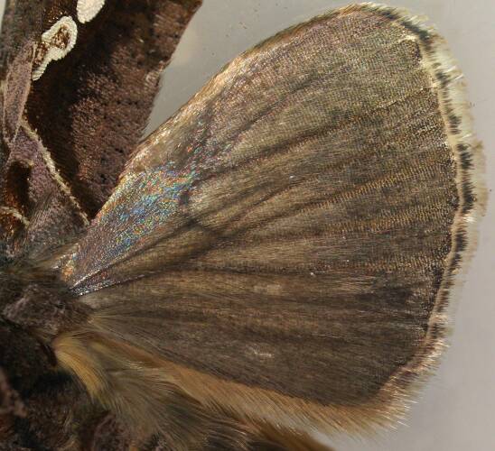 Woolly-bodied Golden Moth (Chrysodeixis eriosoma)