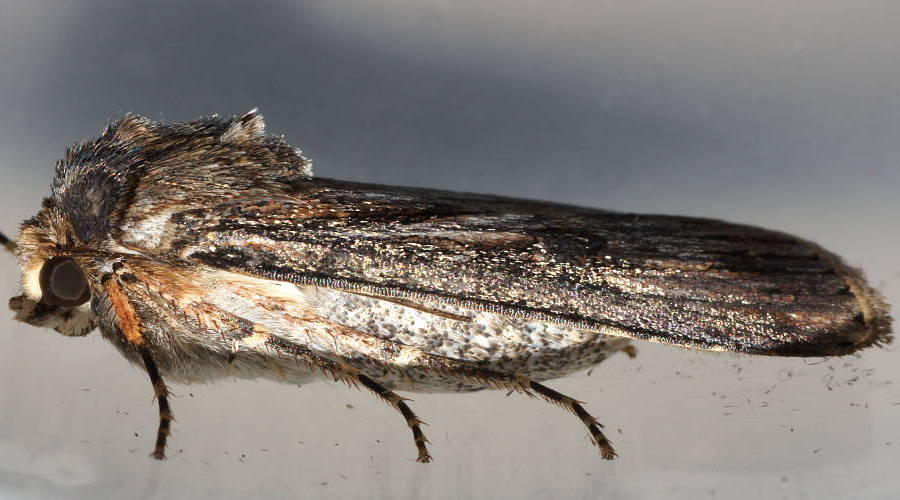 Brown Cutworm Moth (Agrotis munda)