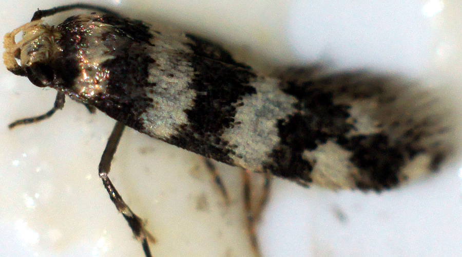 3 Lined 3 Spotted Moth (Meioglossa pentochra)