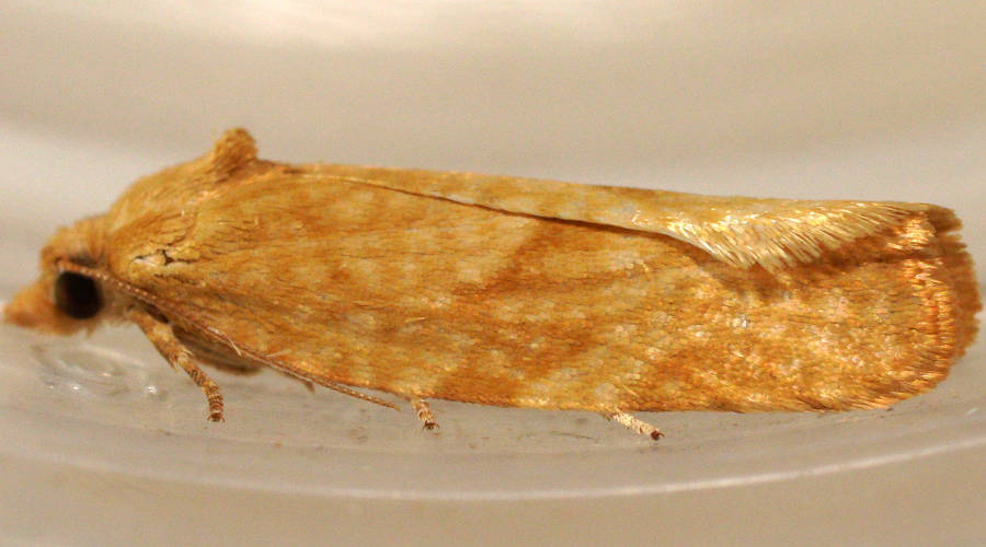 Rocky-skinned Leaf Roller Moth (Merophyas petrochroa)