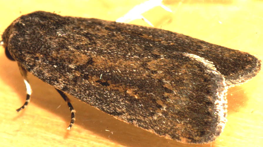 Spotted Owlet Moth (Athetis tenuis)