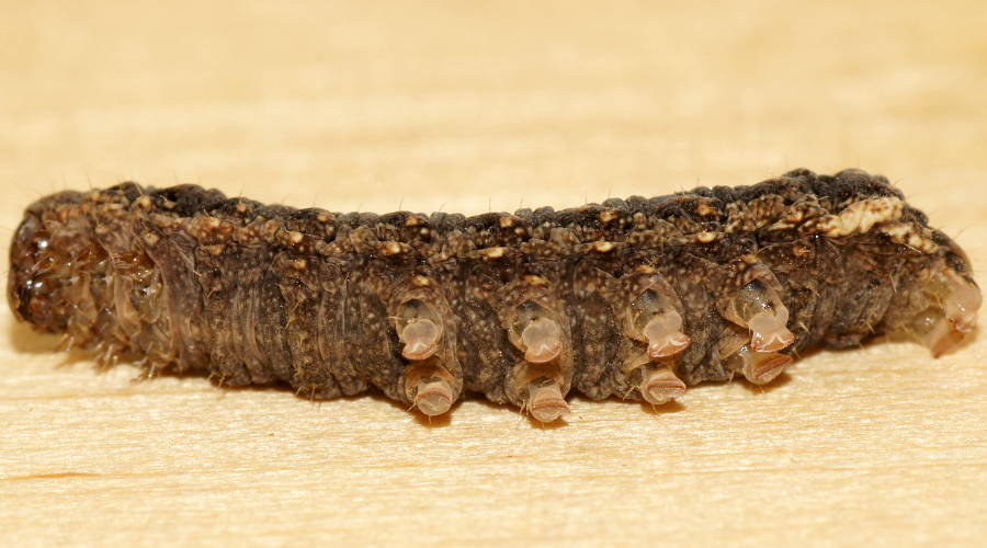 Herringbone Caterpillar (Proteuxoa cf sp ES05)