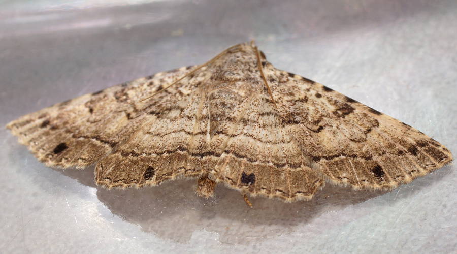 Spotted Noctuid Moth (Diatenes gerula)