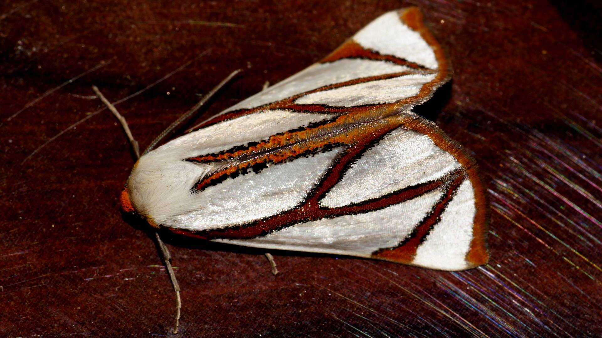 Angled Satin Moth (Thalaina angulosa)