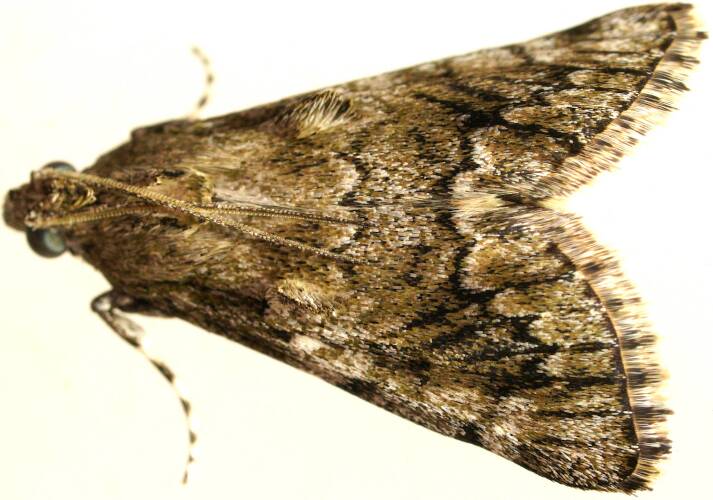 Tufted Pyralid Moth (Enchesphora brachypalpia)