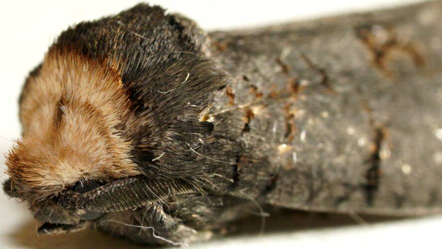Singed Wood Moth (Culama crepera)