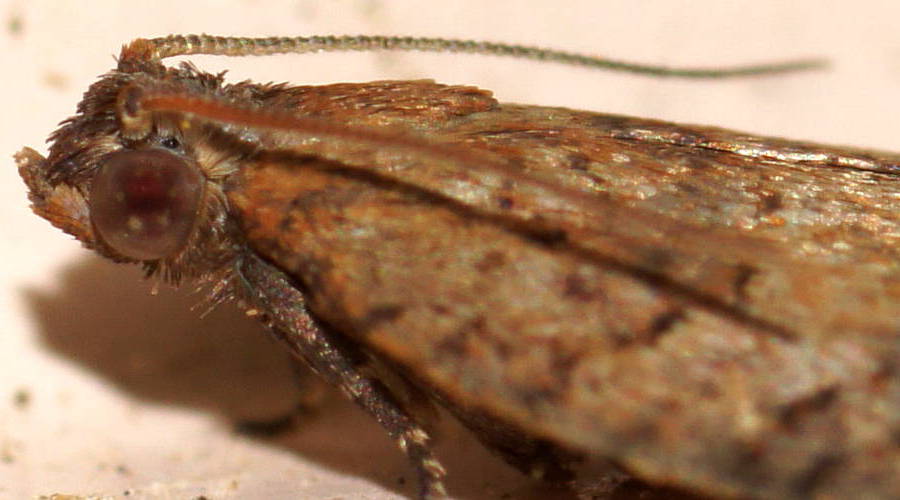 Tortrix Moth (Anisogona similana)