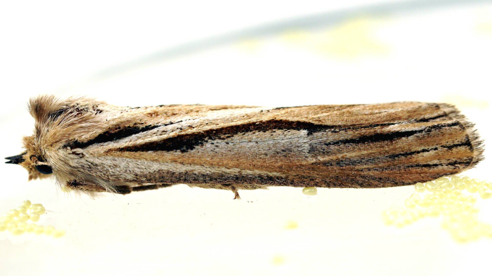 Forked Grass-moth (Ciampa arietaria)