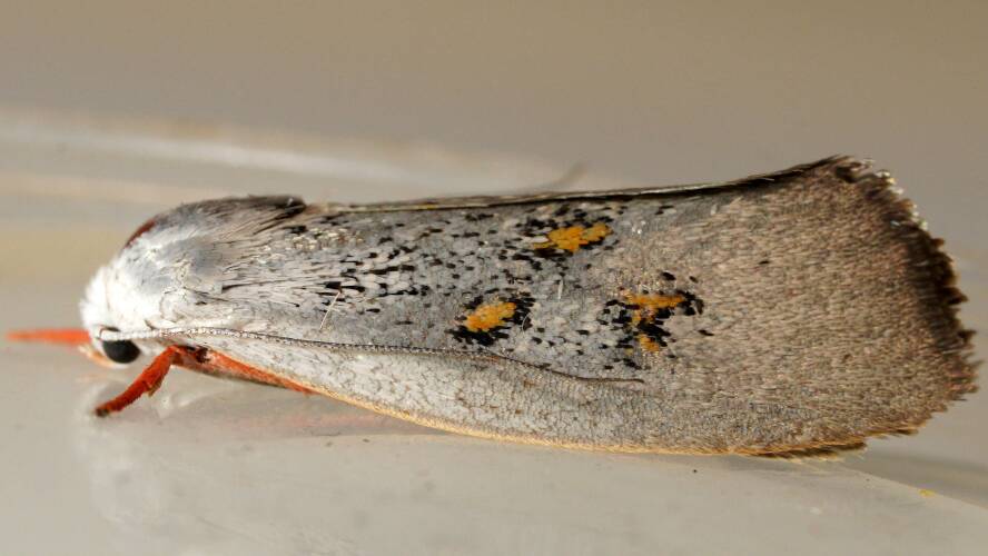 Colourful Timber Moth (Brachybelistis blackburnii)