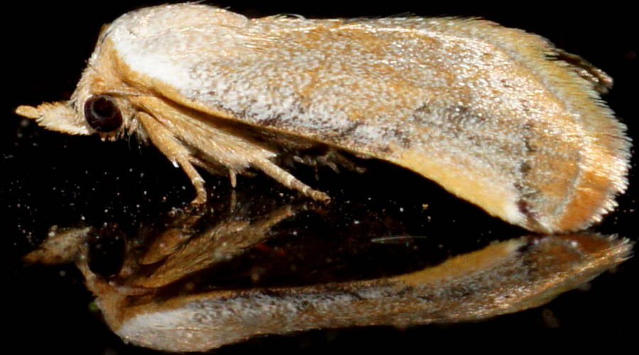 Mini Owlet Moth (Mataeomera sp)