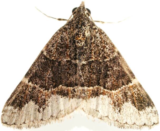 Black Heath Moth (Dichromodes MoV4)