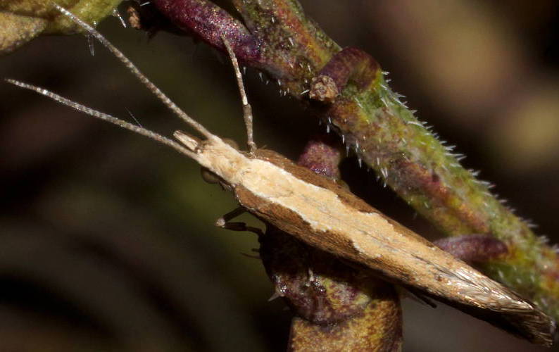 Australian Diamondback Moth (Plutella cf australiana)