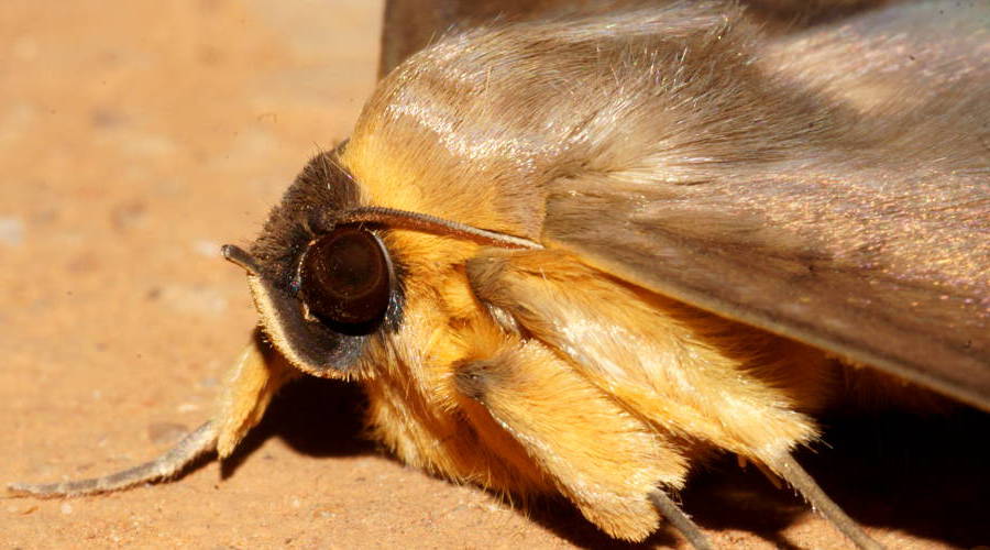 Old Lady Moth (Dasypodia selenophora)