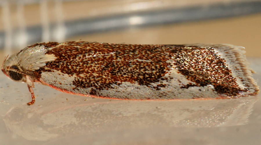 Rusty Wingia Moth (Euchaetis ANIC34)