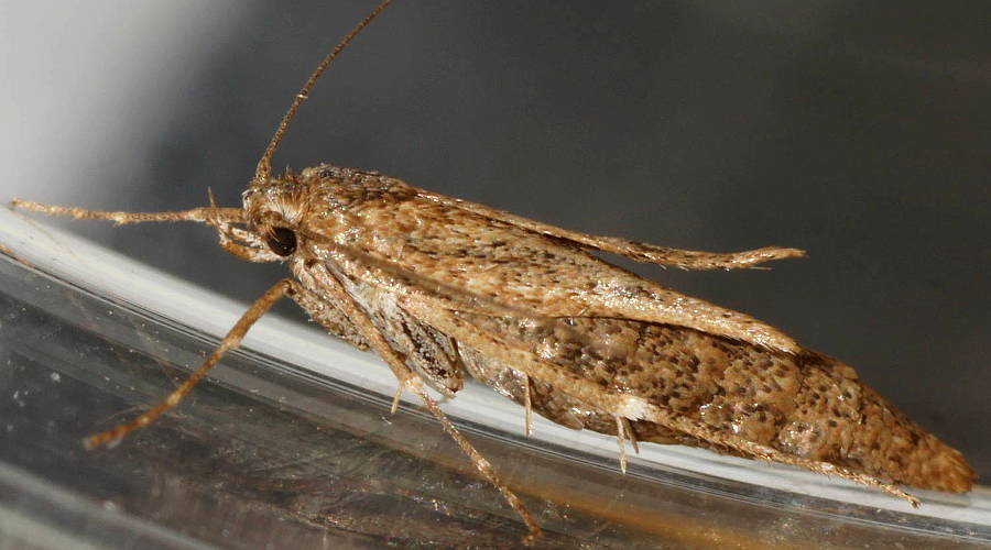 Brown Ground Moth (Philobota sp ES02)
