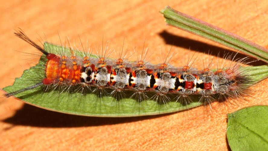 Omnivorous Tussock Moth (Acyphas semiochrea)