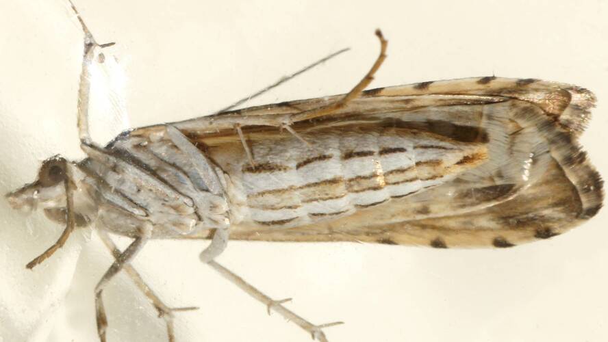 Spotted Crambid (Nomophila corticalis)