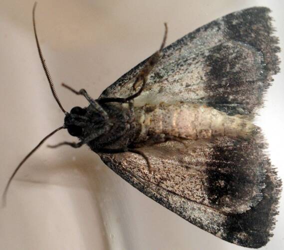 Dry-country Line-moth (Dysbatus sp)
