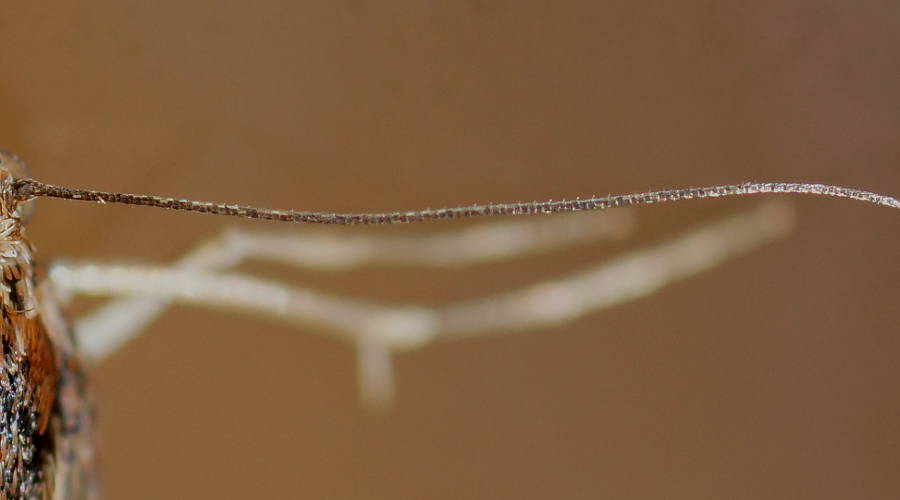 Saltbush Web Spinner (Achyra affinitalis)