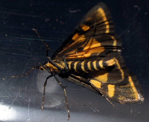 Metallarcha Moth (Metallarcha beatalis)